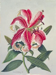 Botanische Lilie, 1996